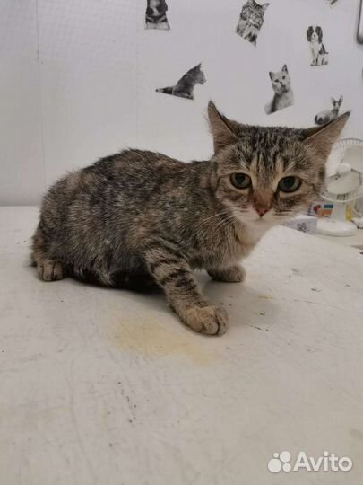 Кошечка в добрые руки