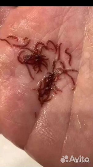 Артемия, Мотыль, Циклоп, Заморозка