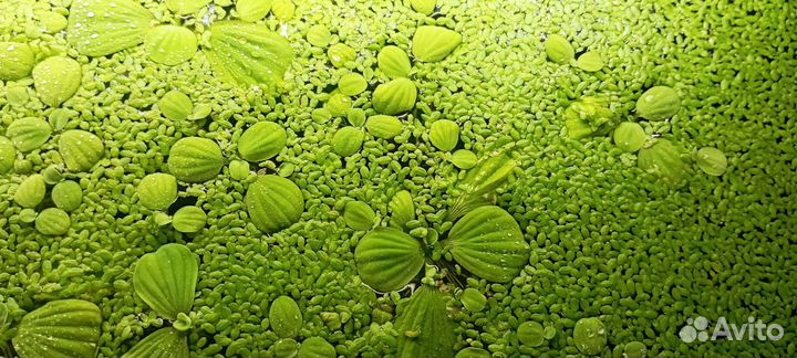 Пистия, аквариумное растение, креветки, улитки