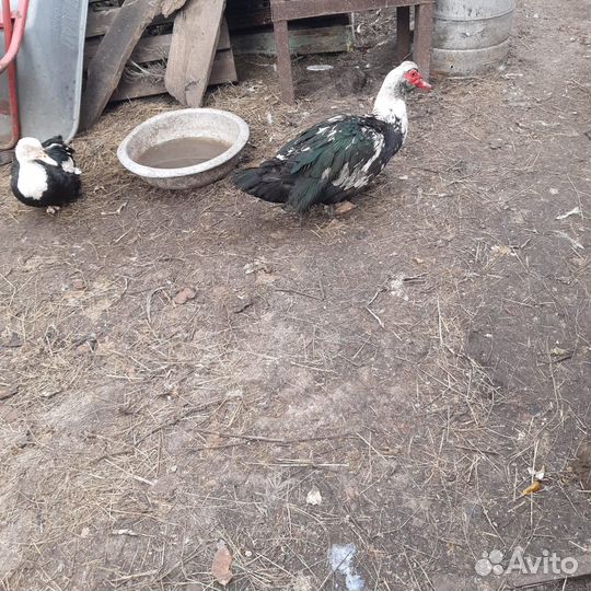 Петух породы голошей, селезень и утята индоутки и