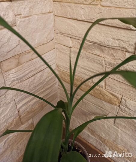 Драцена Сандера или бамбук счастья