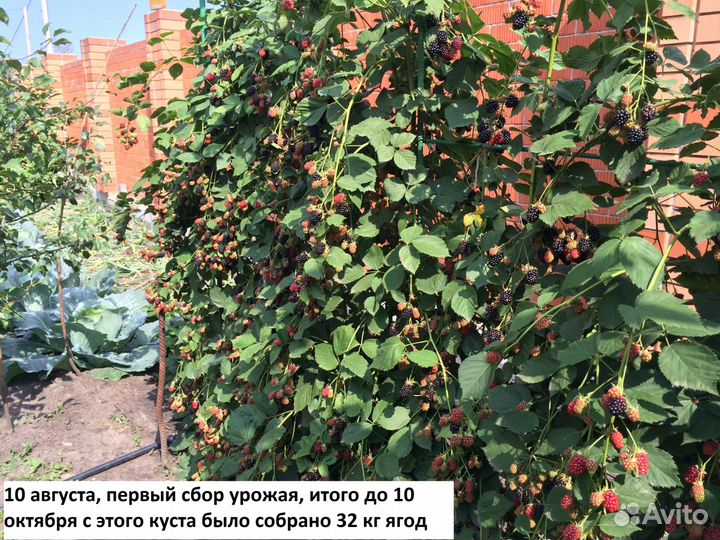Ежевика сортовая бесшипная