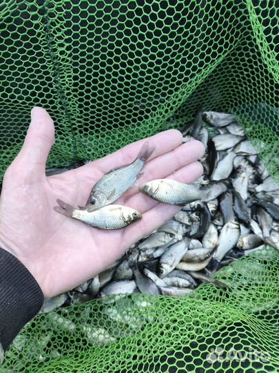 Малек Карпа Карася Амура Толстолобика Зарыбление