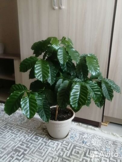 Кофейное дерево