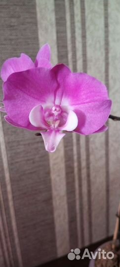 Орхидея фаленопсис