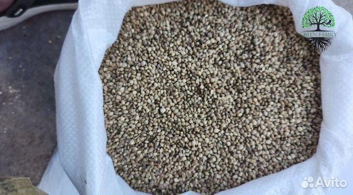 Семена конопли / Прикормка для рыбалки