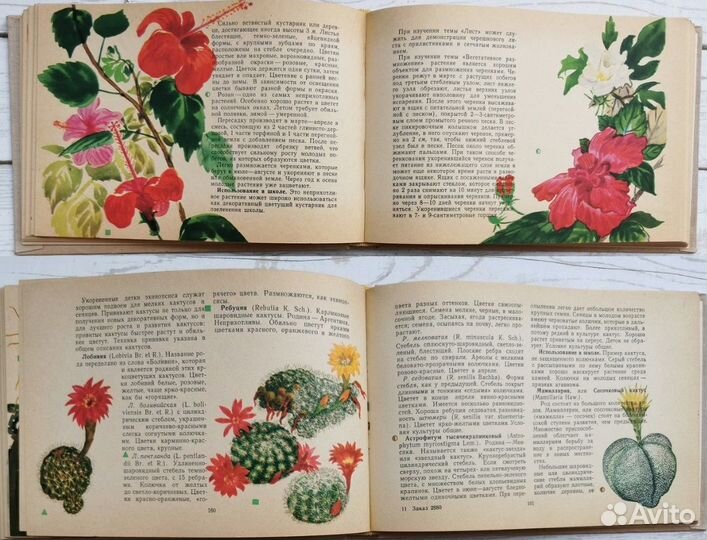 Акварельные иллюстрации комнатных растений в книге