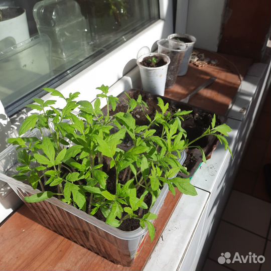 Рассада помидор