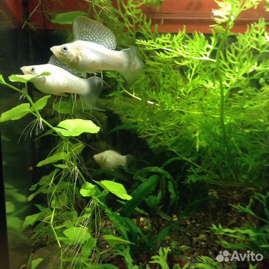 Молли, Мечи, Гуппи, корм, Анубиас, мхи, декорации