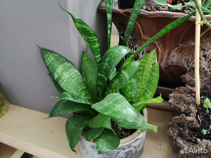 Сансевиерия хани, хавортия