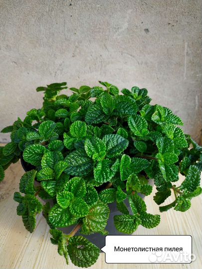 Бегония, пилея, драцена, сциндапсус