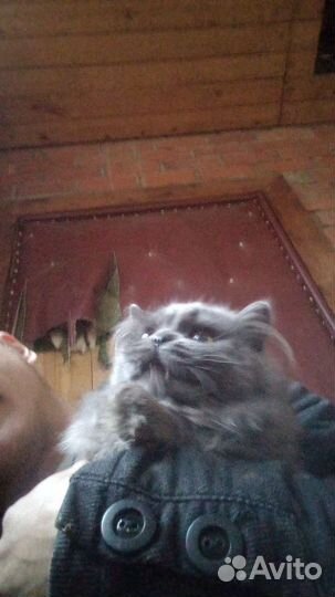 Британская кошка