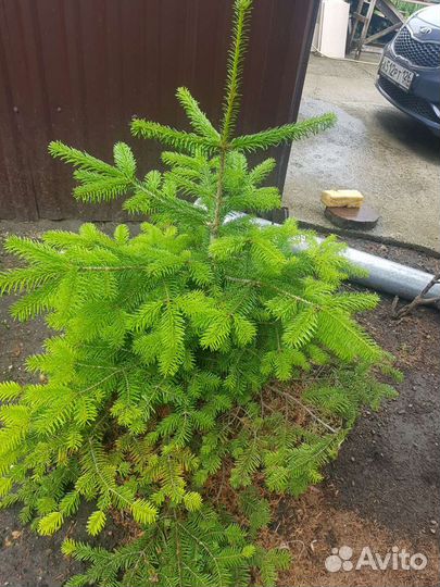 Кавказская пихта