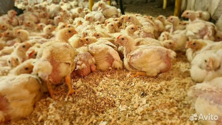 Цыплята бройлеры росс 308