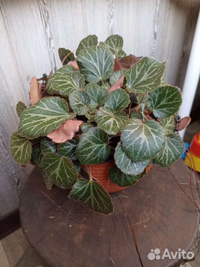 Камнеломка комнатная и крестовник геррейна