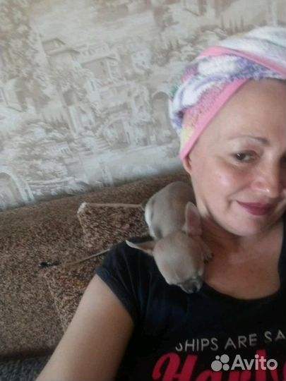 Чихуахуа мини