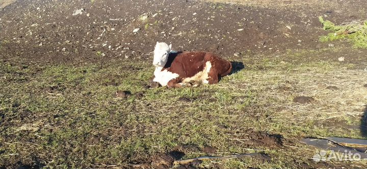 Коровы, бык, тёлки, телята породы герефорд