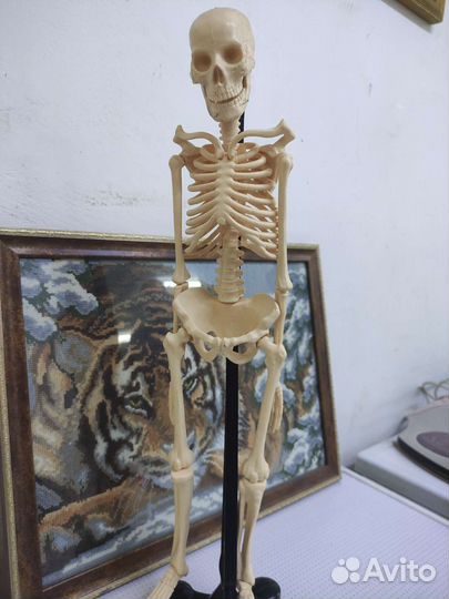 Скелет модель 50 см