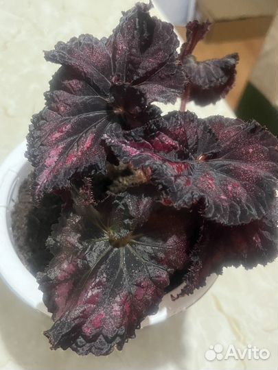 Бегония декоративно лиственная