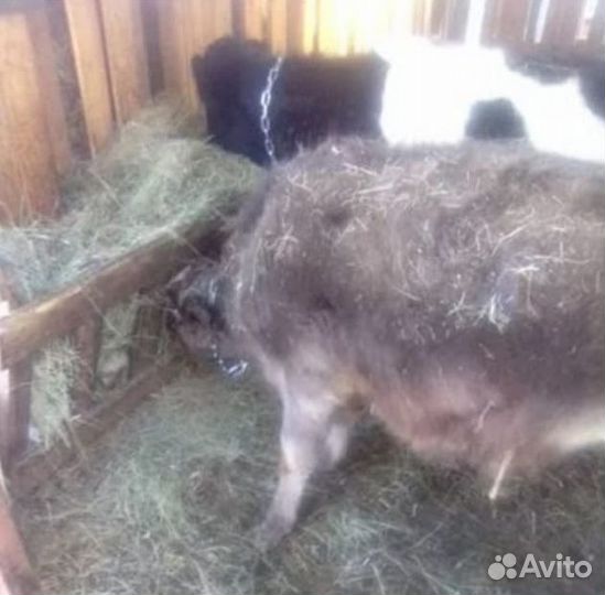 Телки на доращивание, козы, козлята