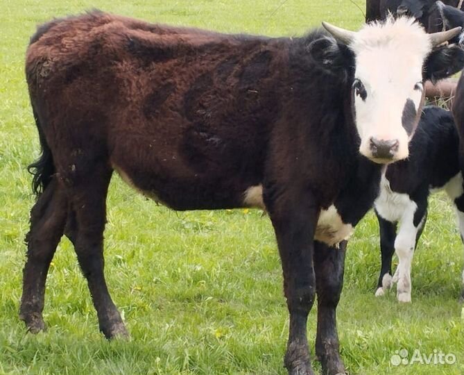 Бык, корова