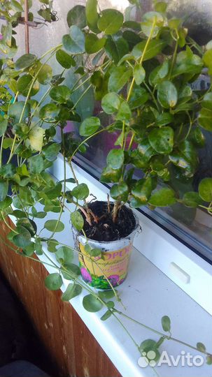 Барвинок и хризантима