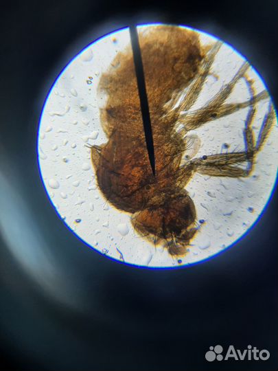 Услуги репетитора. Биология, химия, экология