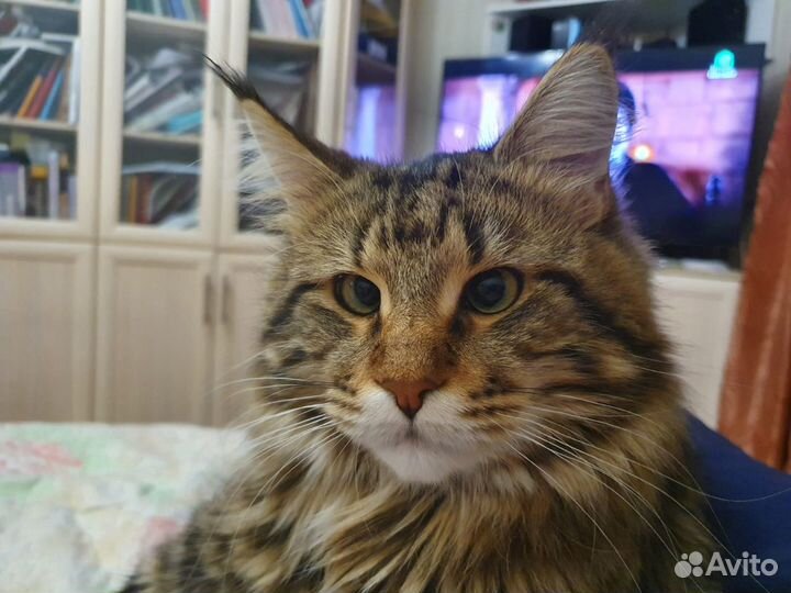 Мейн-кун вязка