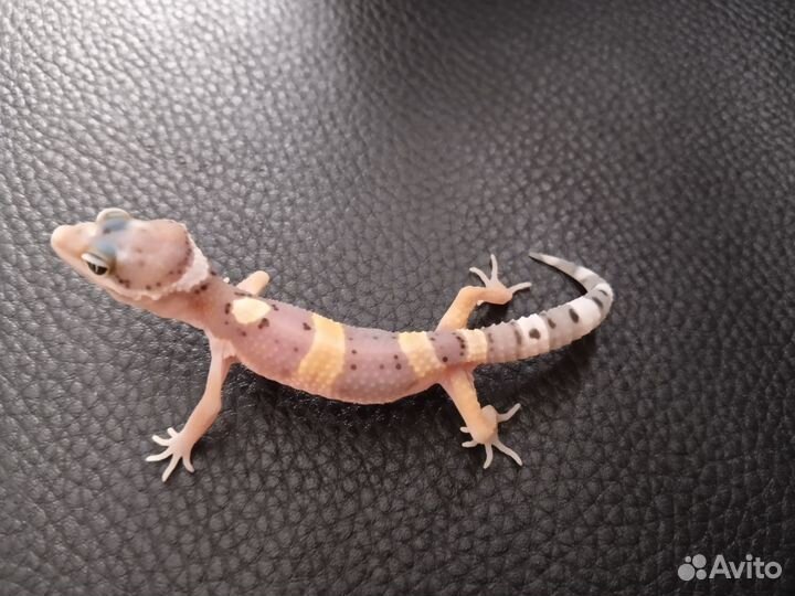 Эублефар ящерица