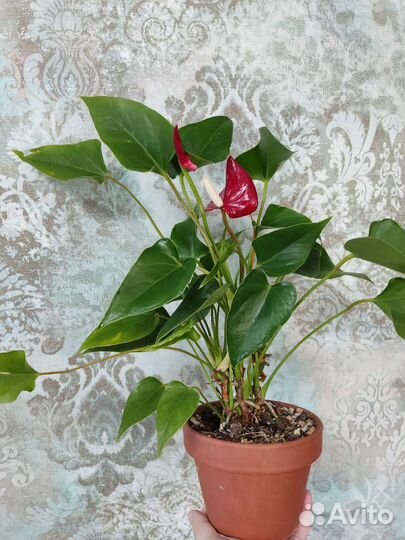 Антуриум зизу