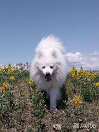 Японский шпиц вязка