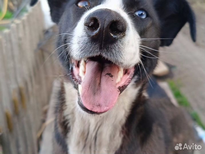 Собака- компаньон