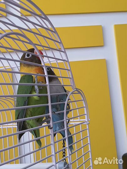 Масковые неразлучники