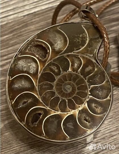 Окаменелость аммонит