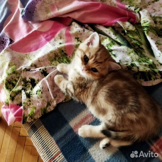 Шотландские прямоухие котята