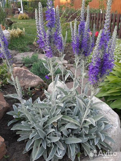 Многолетники,зимуют в грунте без укрытия