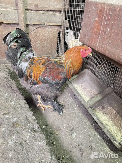 Продам петуха породы Брама