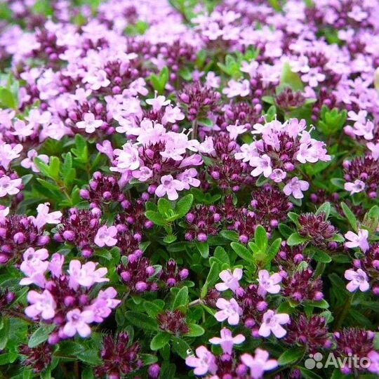 Тимьян куртинки