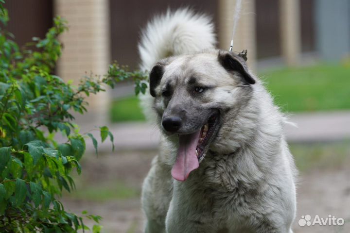 Ищет дом чудесный Крош