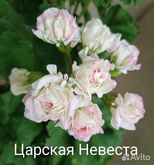 Пеларгония герань сортовая