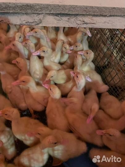 Утята Фаворит, муларды