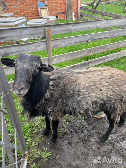 Баранчик на племя