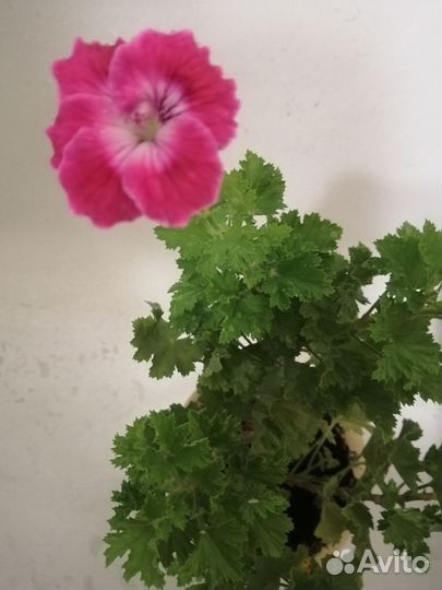 Пеларгония герань королевская(без запаха)