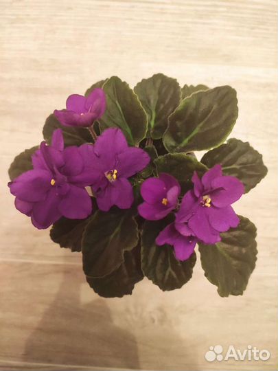 Сортовые фиалки