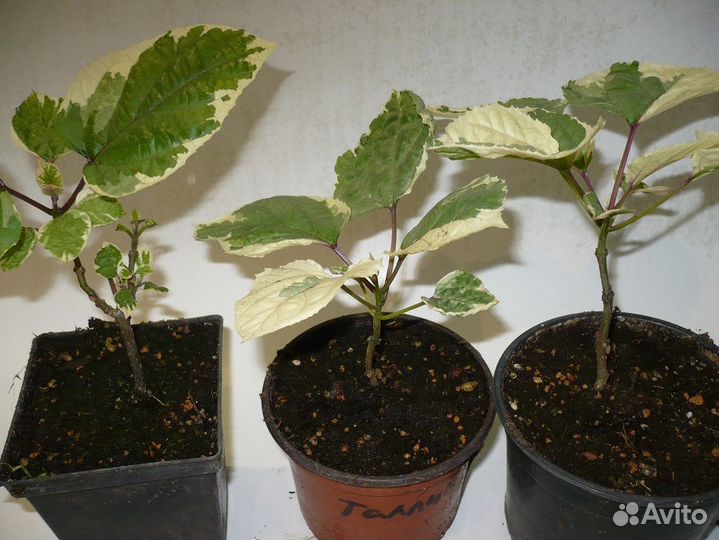 Редкие клеродендрумы