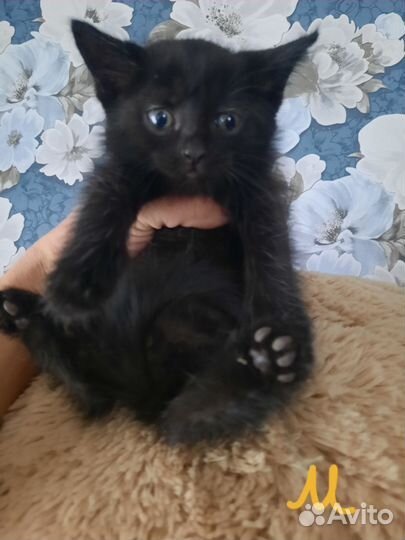 Котята бесплатно в добрые руки