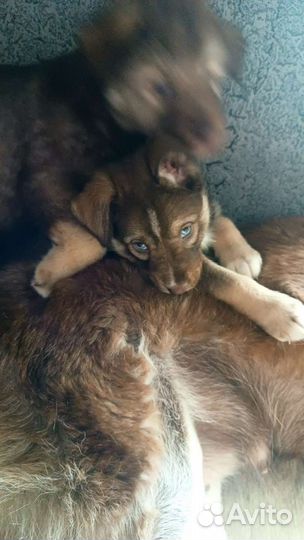 Щенки хаски,мама с документами,1 месяцев