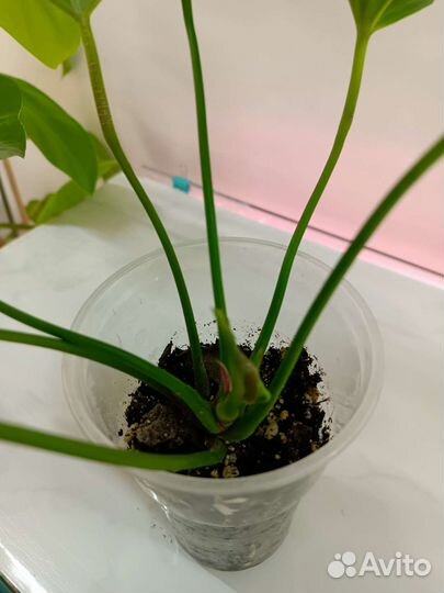 Антуриум Ливиум