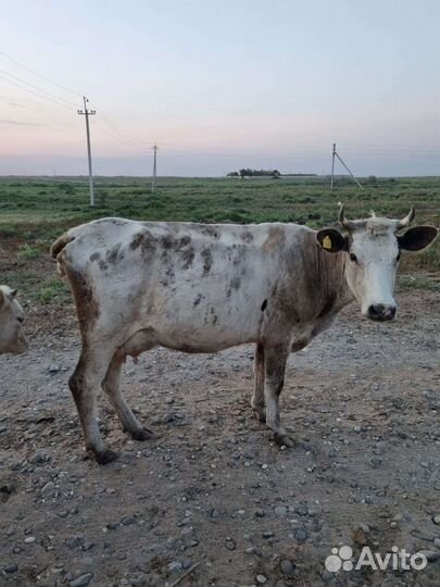 Корова сементал+ч/п
