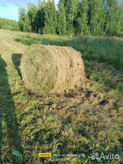 Продам сено в рулонах